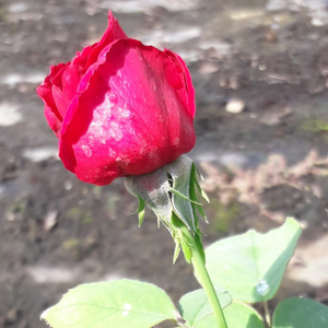 Pоза Ан Мари Трешлин - розов - Чайно хибридни рози 